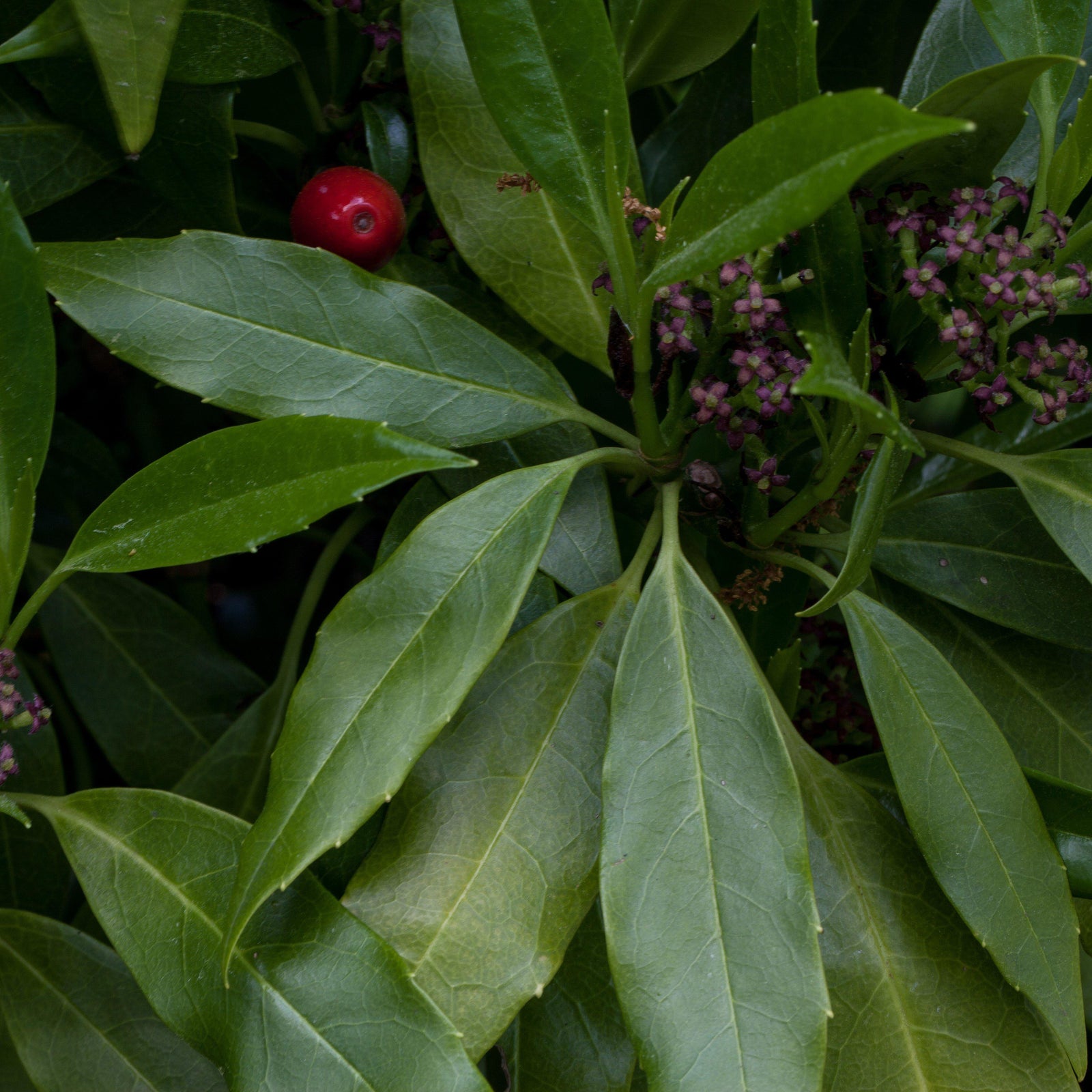 Aucuba japonica ‘Green’ ~ Green Aucuba-ServeScape