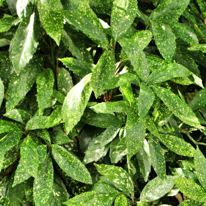Aucuba japonica 'Hosoba Hoshifu' ~ Hosoba Hoshifu Aucuba-ServeScape