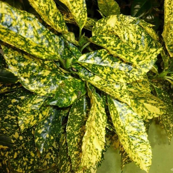 Aucuba japonica 'Hosaba Hoshifu' ~ Hosaba Hoshifu Aucuba - Delivered By ServeScape