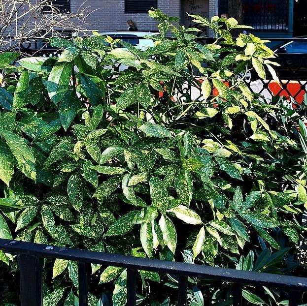 Aucuba japonica 'Hosoba Hoshifu' ~ Hosoba Hoshifu Aucuba-ServeScape