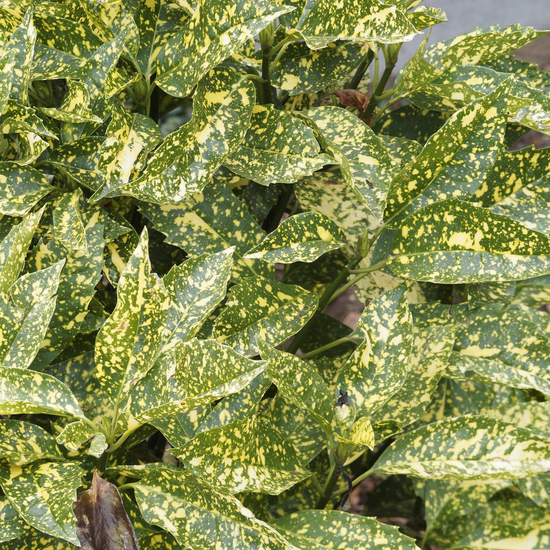 Aucuba japonica 'Marmorata' ~ Marmorata Japanese Aucuba-ServeScape