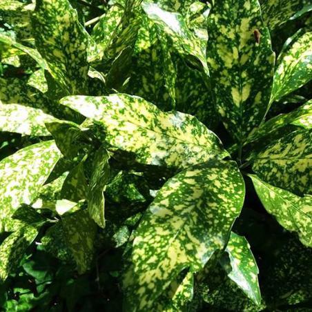 Aucuba japonica 'Marmorata' ~ Marmorata Japanese Aucuba - Delivered By ServeScape