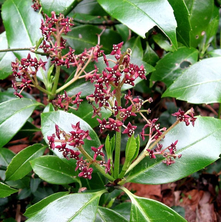 Aucuba japonica ‘Nana’ ~ Green Dwarf Aucuba, Spotted Laurel-ServeScape