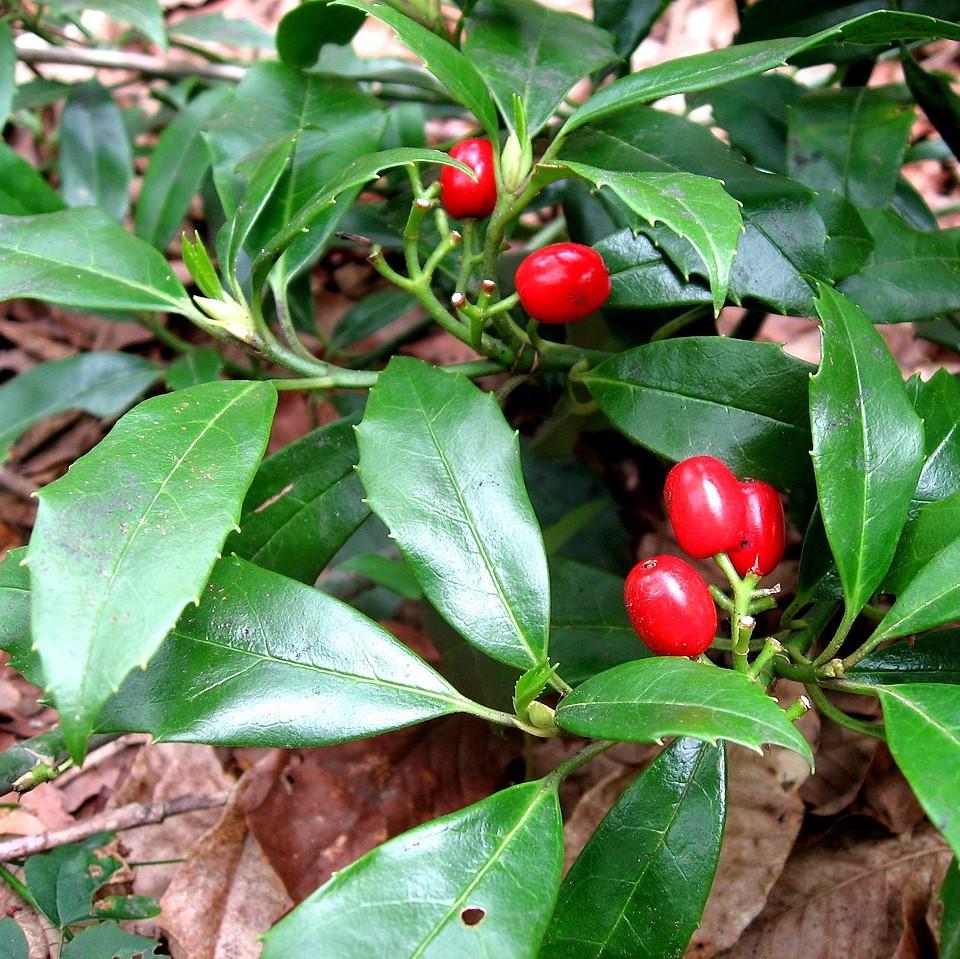 Aucuba japonica ‘Nana’ ~ Green Dwarf Aucuba, Spotted Laurel-ServeScape