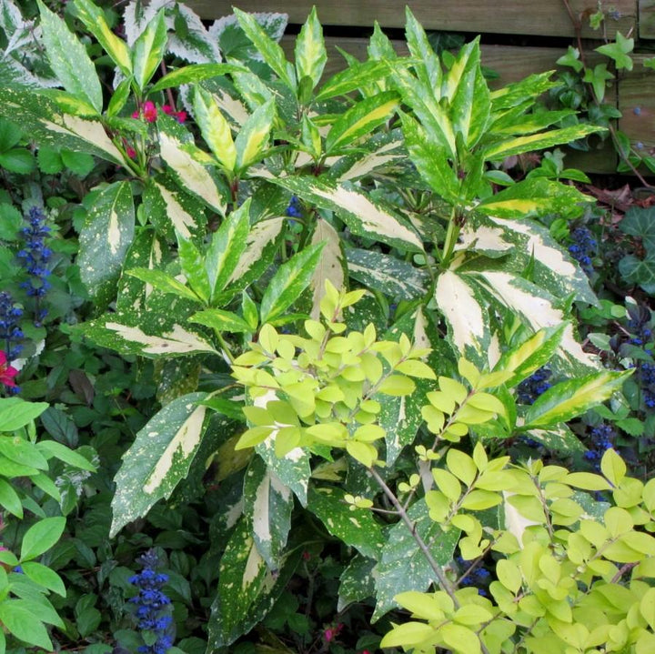 Aucuba japonica 'Picturata' ~ Picturata Aucuba, spotted Laurel-ServeScape