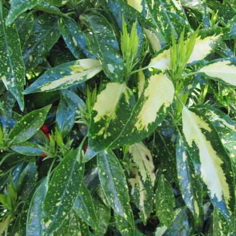 Aucuba japonica 'Picturata' ~ Picturata Aucuba, spotted Laurel - Delivered By ServeScape