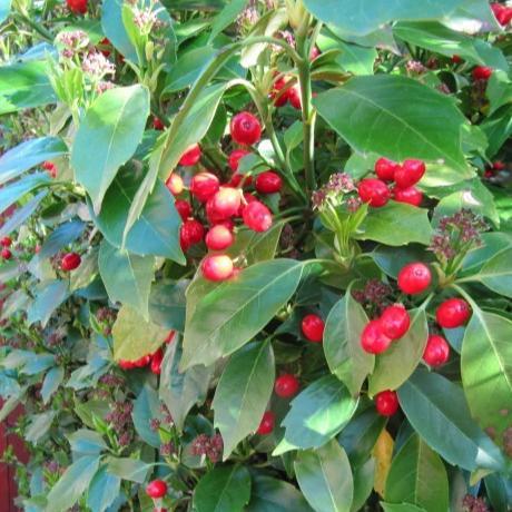 Aucuba japonica 'Rozannie' ~ Rozannie Japanese Aucuba - Delivered By ServeScape