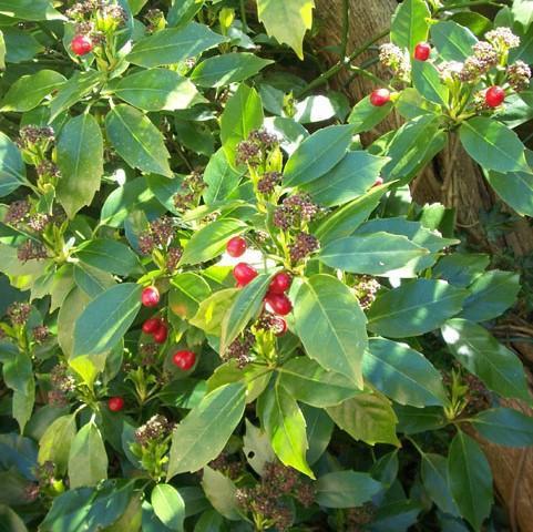 Aucuba japonica 'Rozannie' ~ Rozannie Japanese Aucuba-ServeScape