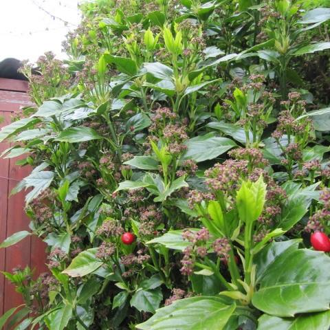 Aucuba japonica 'Rozannie' ~ Rozannie Japanese Aucuba-ServeScape