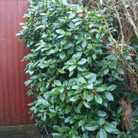 Aucuba japonica 'Rozannie' ~ Rozannie Japanese Aucuba-ServeScape