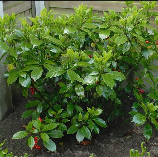 Aucuba japonica 'Rozannie' ~ Rozannie Japanese Aucuba-ServeScape