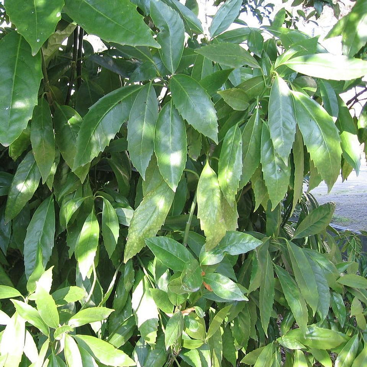 Aucuba japonica 'Serratifolia' ~ Sawtoothed Japanese Aucuba-ServeScape