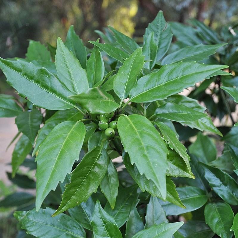 Aucuba japonica 'Serratifolia' ~ Sawtoothed Japanese Aucuba-ServeScape