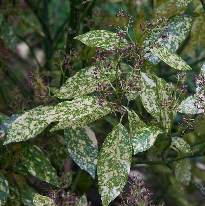 Aucuba japonica 'Variegata' ~ Gold Dust Aucuba, Gold Dust laurel-ServeScape