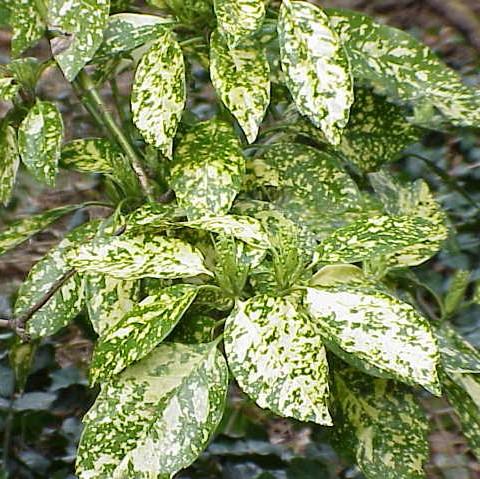 Aucuba japonica 'Variegata' ~ Gold Dust Aucuba, Gold Dust laurel-ServeScape
