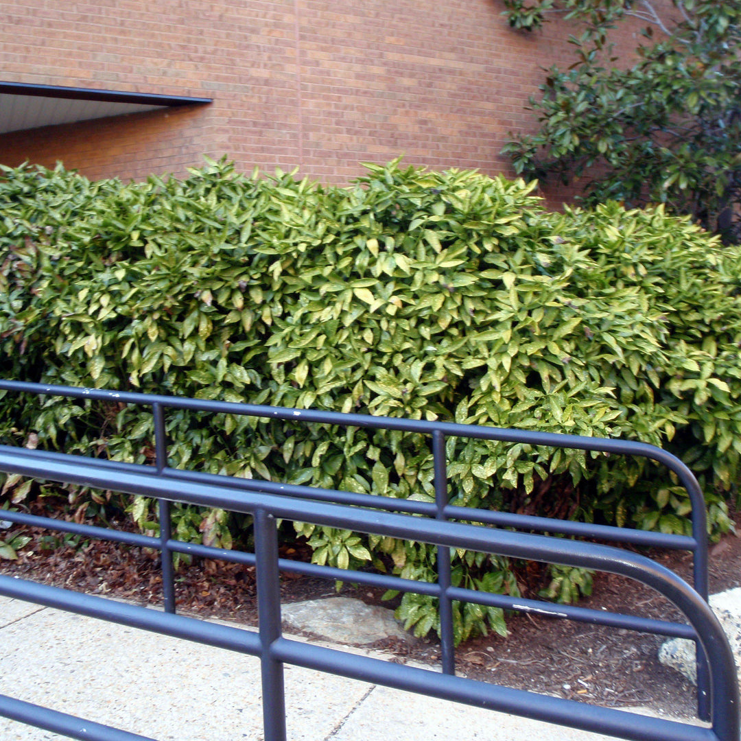 Aucuba japonica 'Variegata' ~ Gold Dust Aucuba, Gold Dust laurel-ServeScape