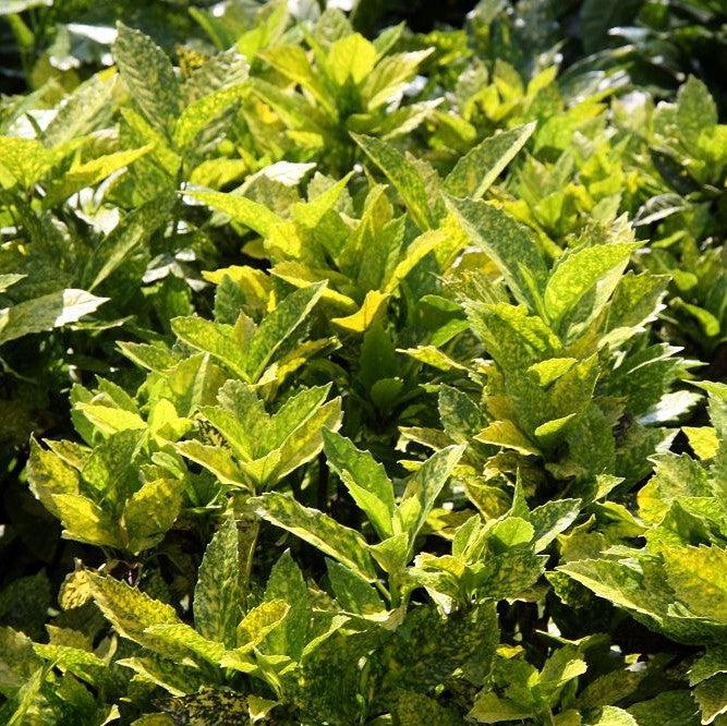 Aucuba japonica 'Mr. Goldstrike' ~ Mr. Goldstrike Aucuba-ServeScape