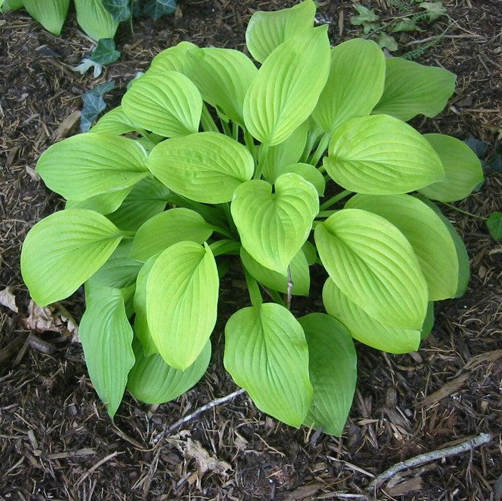 Hosta 'August Moon' ~ August Moon Hosta-ServeScape