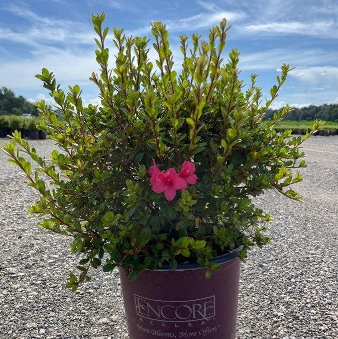 Rhododendron ‘Conlef’ ~ Encore® Autumn Cheer™ Azalea-ServeScape