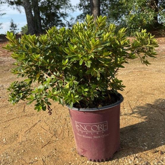 Rhododendron ‘Robled’ ~ Encore® Autumn Chiffon™ Azalea-ServeScape