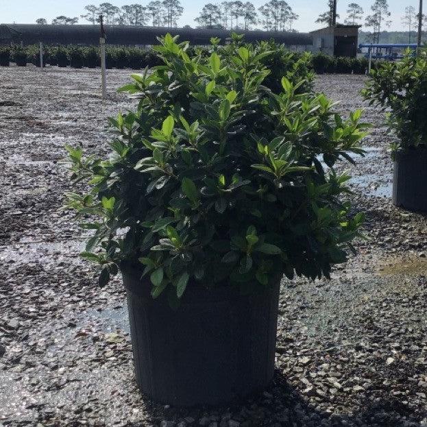 Rhododendron ‘Roblex’ ~ Encore® Autumn Lily™ Azalea-ServeScape