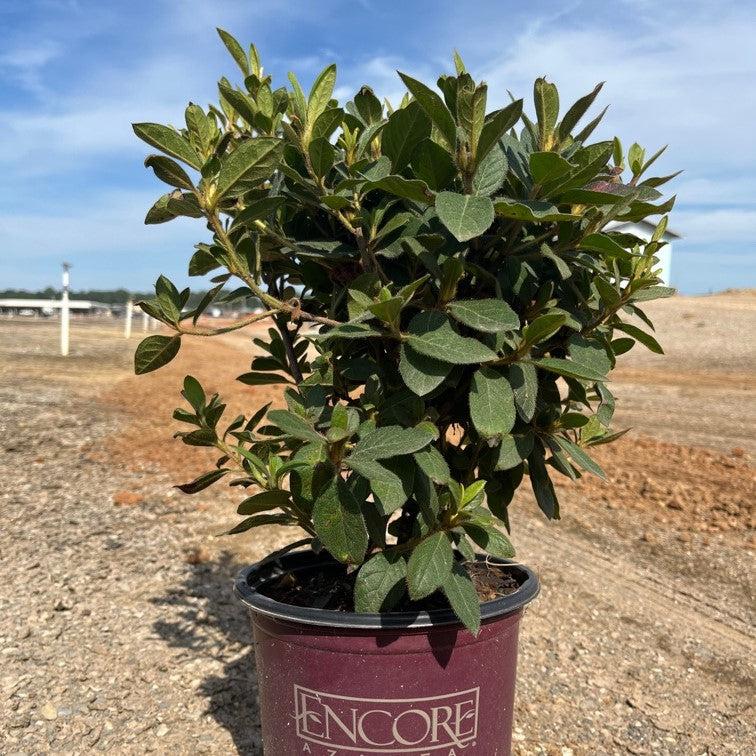 Rhododendron 'Conlec' ~ Encore® Autumn Royalty™ Azalea-ServeScape