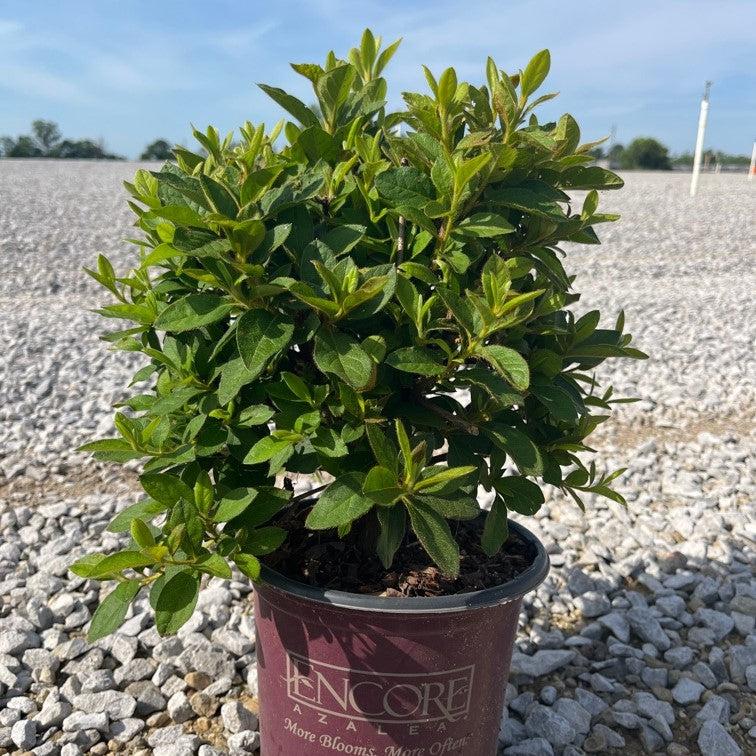 Rhododendron ‘Roblee’ ~ Encore® Autumn Sangria™ Azalea-ServeScape