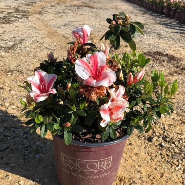 Rhododendron ‘Robleze’ ~ Encore® Autumn Starburst™ Azalea-ServeScape