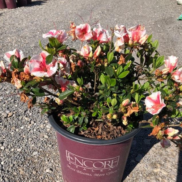 Rhododendron ‘Robleze’ ~ Encore® Autumn Starburst™ Azalea-ServeScape