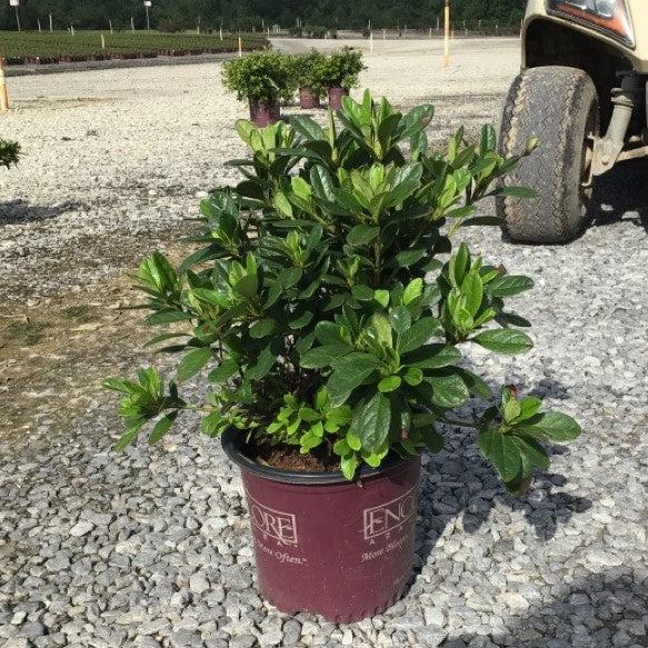 Rhododendron 'Roblet' ~ Encore® Autumn Sunburst™ Azalea-ServeScape