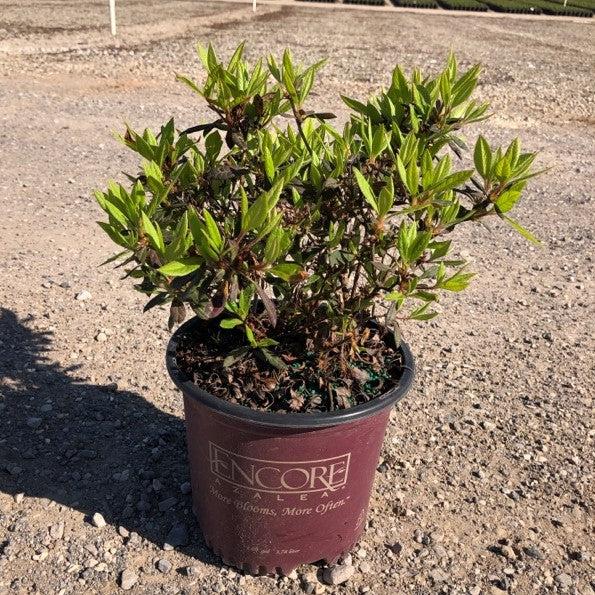 Rhododendron ‘Roblef’ ~ Encore® Autumn Sundance™ Azalea-ServeScape