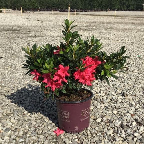 Rhododendron ‘Roblef’ ~ Encore® Autumn Sundance™ Azalea-ServeScape