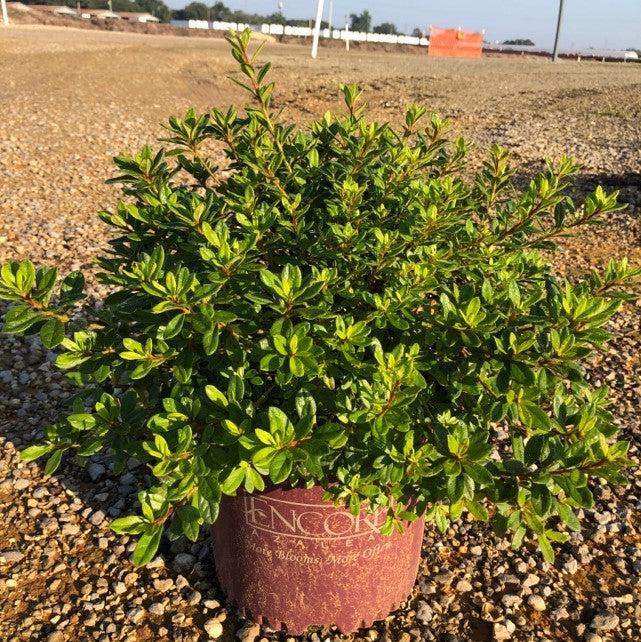 Rhododendron ‘Robled’ ~ Encore® Autumn Chiffon™ Azalea-ServeScape