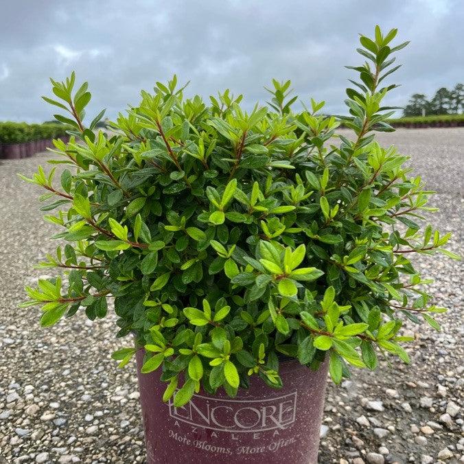 Rhododendron ‘Conled’ ~ Encore® Autumn Coral™ Azalea-ServeScape