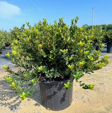 Rhododendron ‘Conles’ ~ Encore® Autumn Empress™ Azalea-ServeScape
