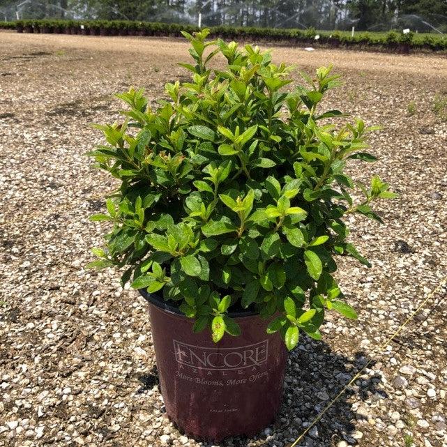 Rhododendron ‘Roblex’ ~ Encore® Autumn Lily™ Azalea-ServeScape