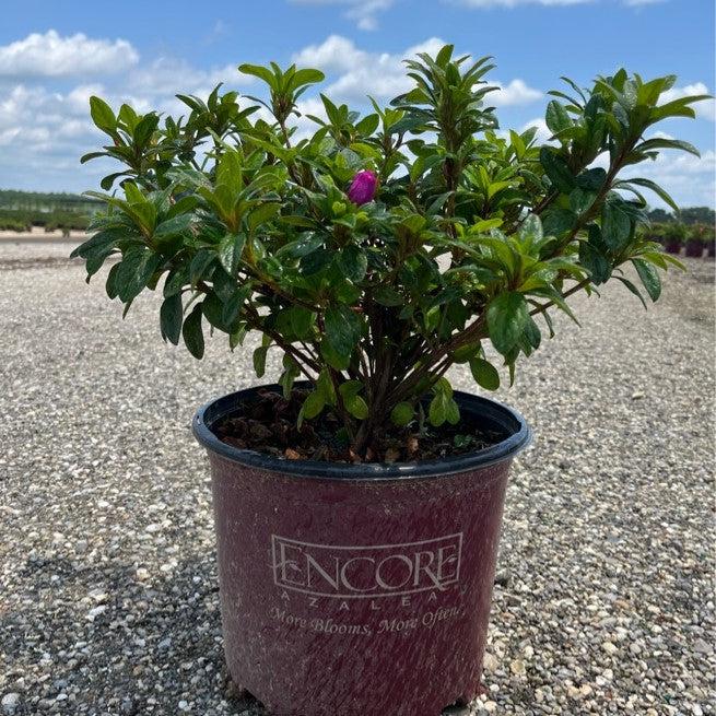 Rhododendron ‘Roblezd’ ~ Encore® Autumn Majesty™ Azalea-ServeScape