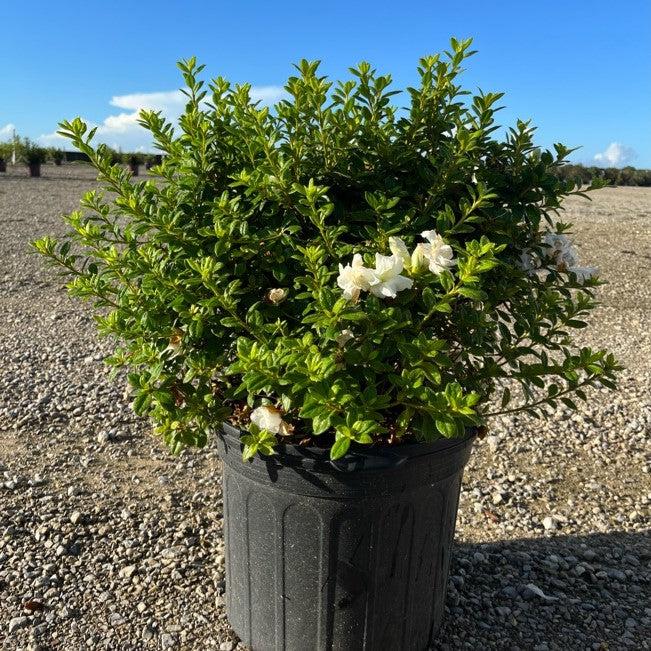 Rhododendron ‘Mootum’ ~ Encore® Autumn Moonlight™ Azalea-ServeScape
