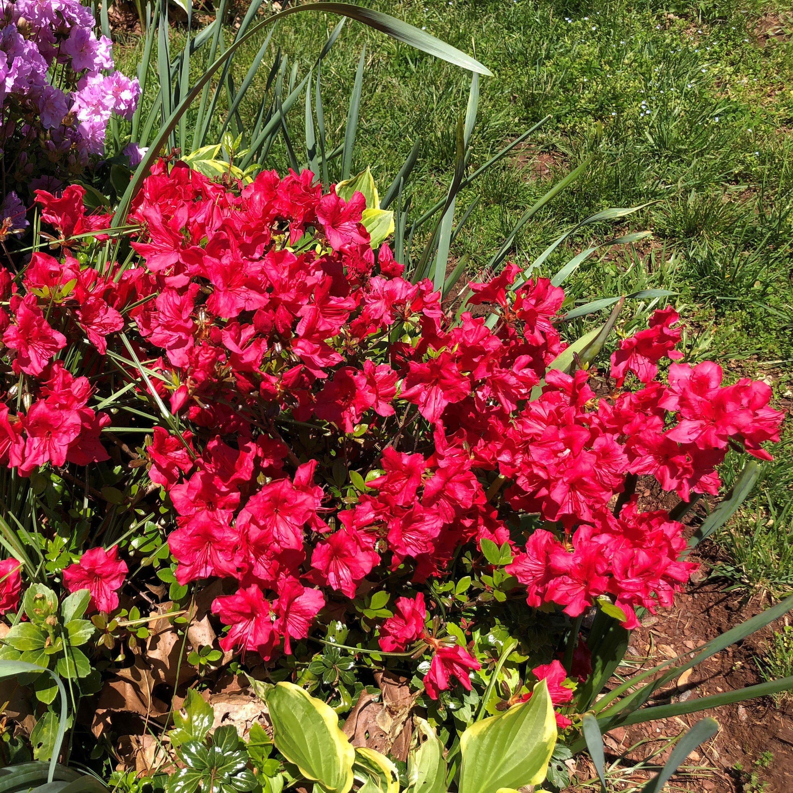 Azalea kaempferi 'Johanna' ~ Johanna Azalea-ServeScape