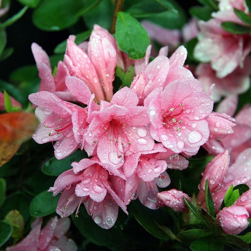 Azalea kurume 'Coral Bell' ~ Coral Bell Azalea-ServeScape