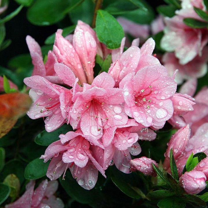 Azalea kurume 'Coral Bell' ~ Coral Bell Azalea-ServeScape