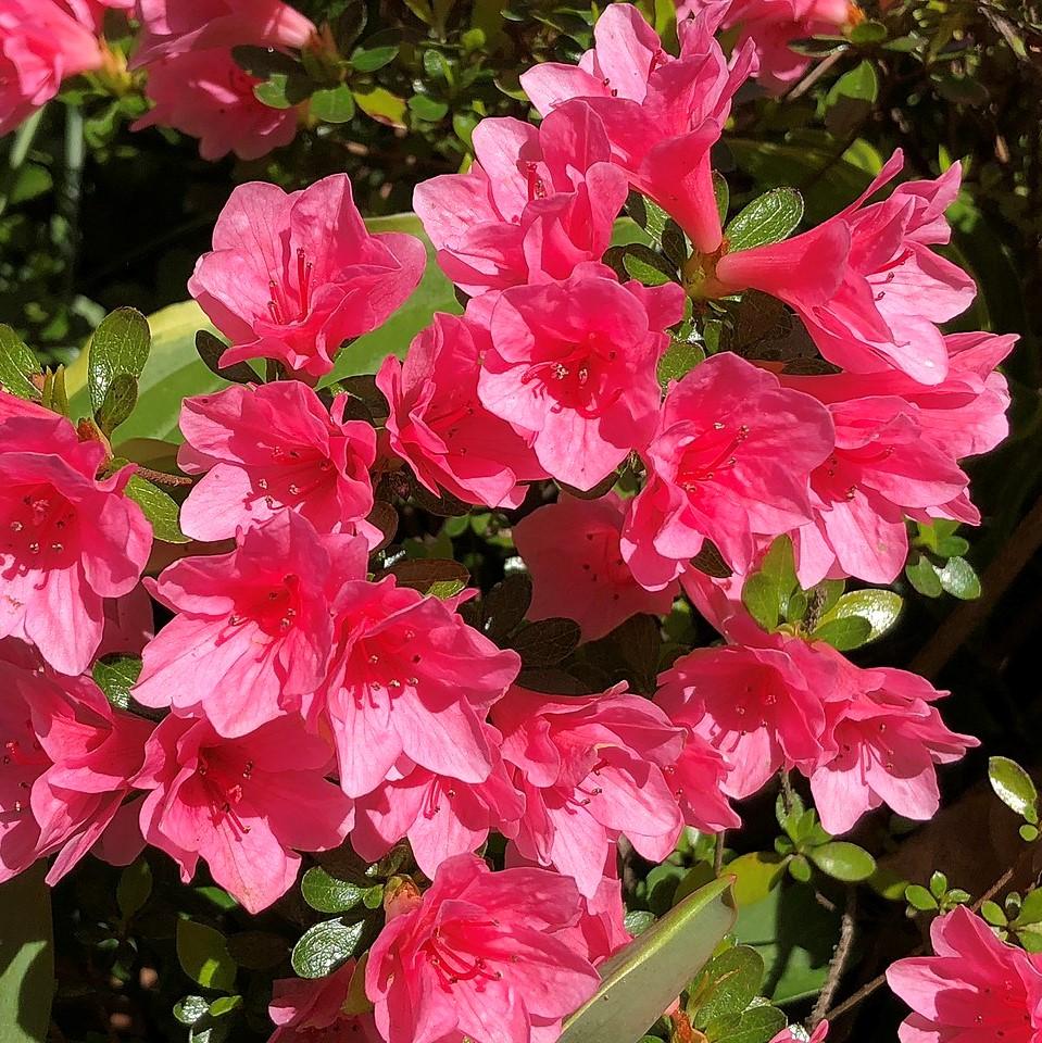 Azalea kurume 'Coral Bell' ~ Coral Bell Azalea-ServeScape