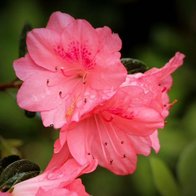 Azalea kurume 'Coral Bell' ~ Coral Bell Azalea-ServeScape