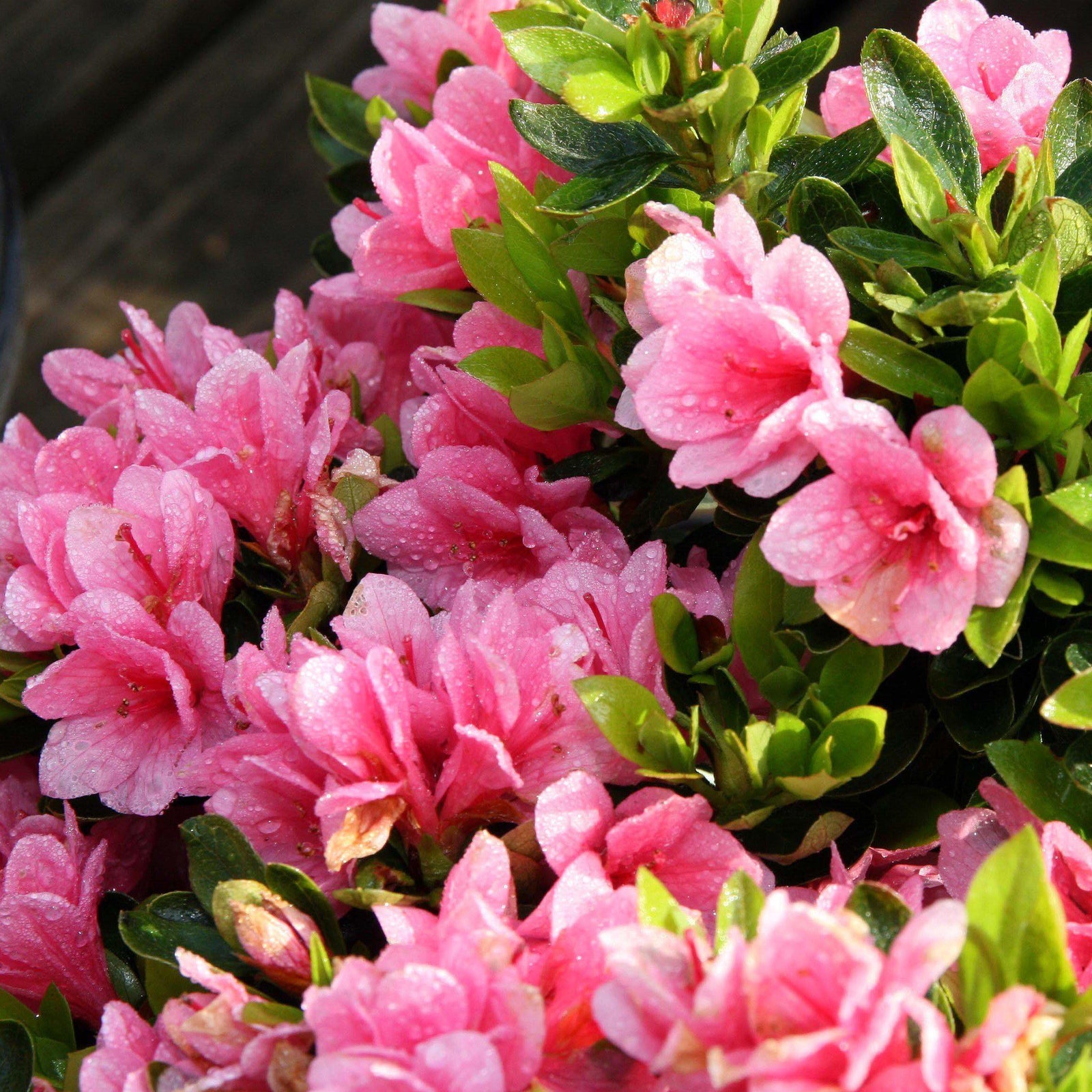 Azalea kurume 'Coral Bell' ~ Coral Bell Azalea - Delivered By ServeScape