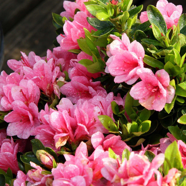 Azalea kurume 'Coral Bell' ~ Coral Bell Azalea - Delivered By ServeScape