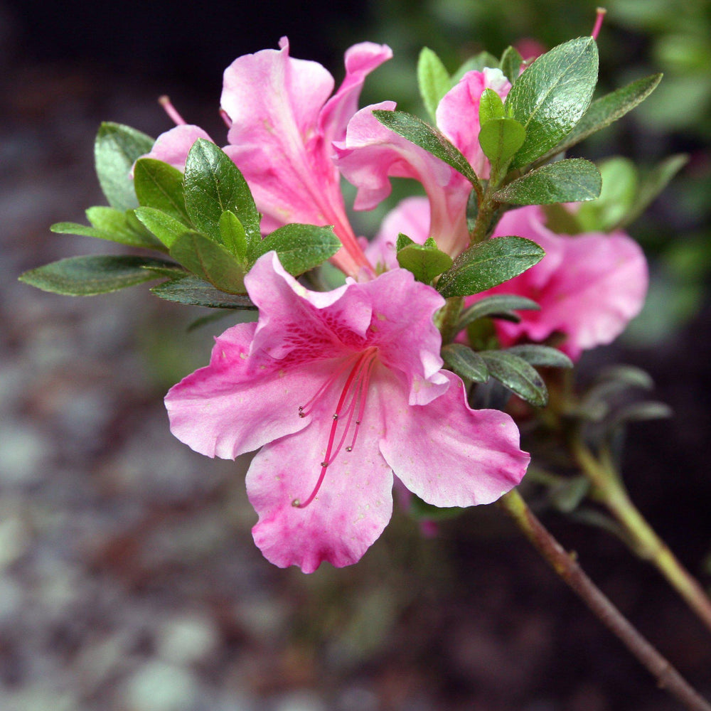 Azalea x 'Gumpo Pink' ~ Gumpo Pink Azalea - Delivered By ServeScape