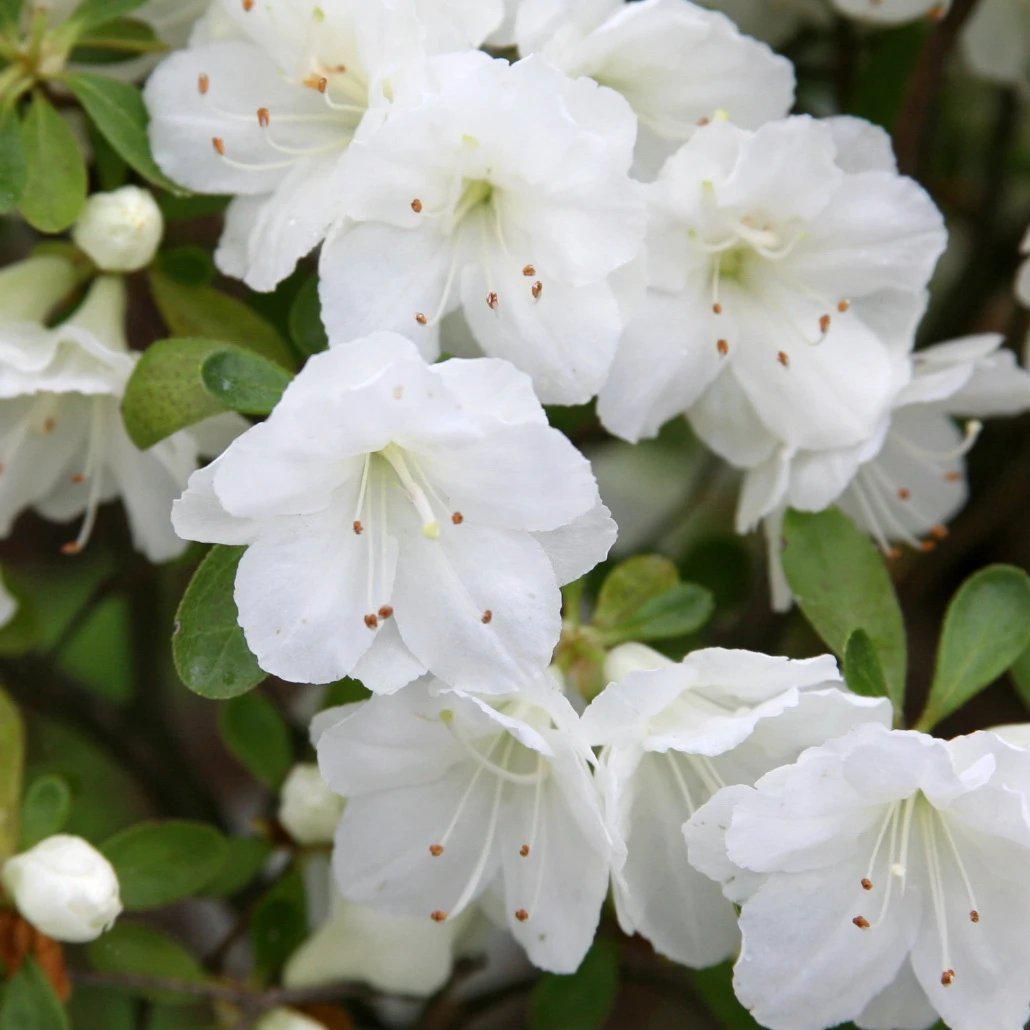 Azalea x 'Gumpo White' ~ Gumpo White Azalea - Delivered By ServeScape