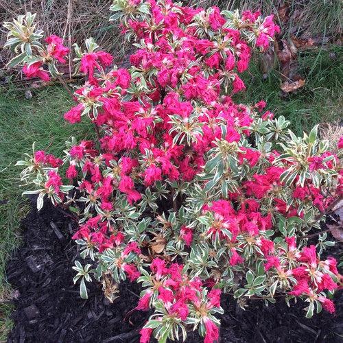 Azalea x 'The Robe' ~ The Robe Azalea-ServeScape
