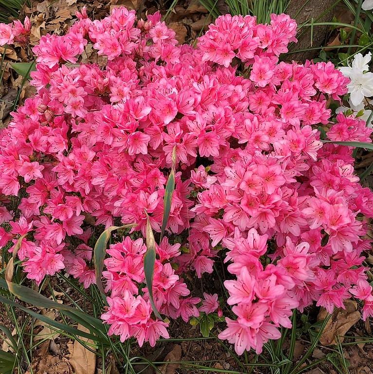 Azalea x 'Tradition' ~ Tradition Azalea-ServeScape