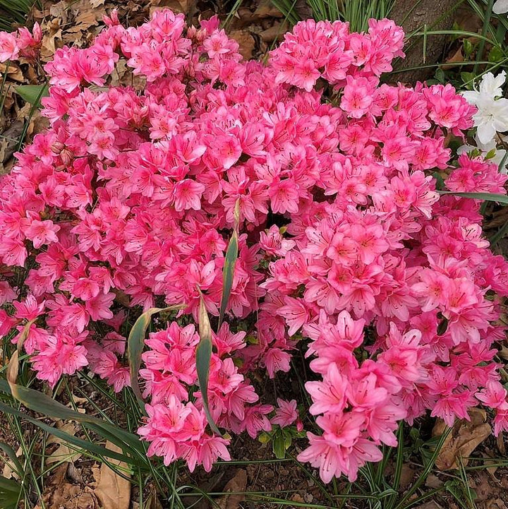 Azalea x 'Tradition' ~ Tradition Azalea-ServeScape
